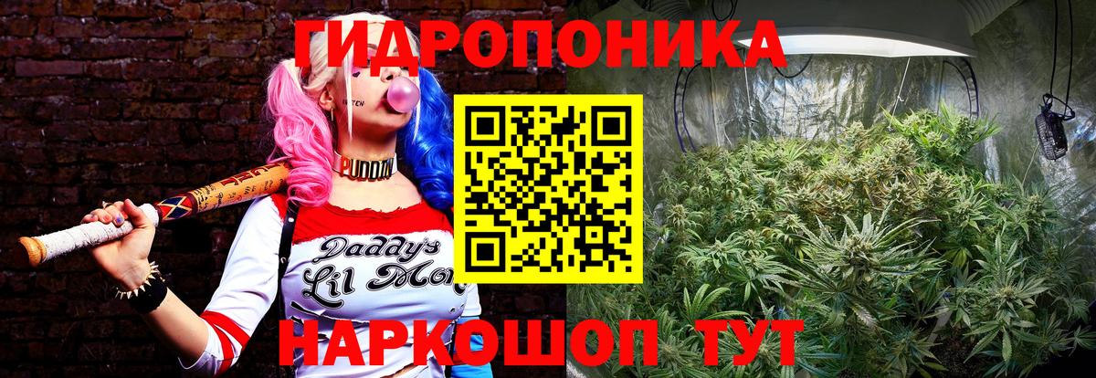 Бошки Шишки планчик Дубна